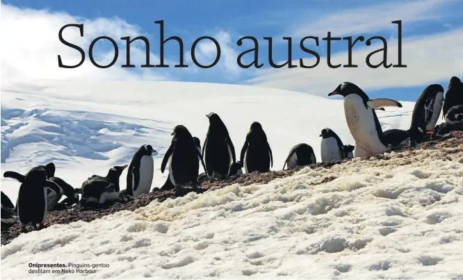  ?? FELIPE MORTARA ?? Onipresent­es. Pinguins-gentoo desfilam em Neko Harbour