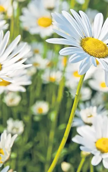  ??  ?? What could be more lovely than a sea of marguerite­s in your garden at this time of year, and the giant hyssop, inset, usually gives a good display