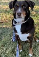  ?? Beaver County Humane Society ?? Phyllis is a 4-year-old tri-color beagle mix at Beaver County Humane Society.