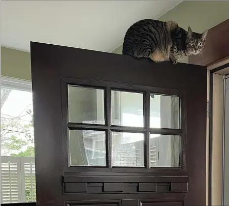  ?? JESSICA DAMIANO VIA AP ?? This December, 2022, photo provided by Jessica Damiano shows a cat perched on top of an entrance door. Because cats have exceptiona­l agility and climbing skills, it can be difficult, if not impossible, to place plants and other items out of their reach.