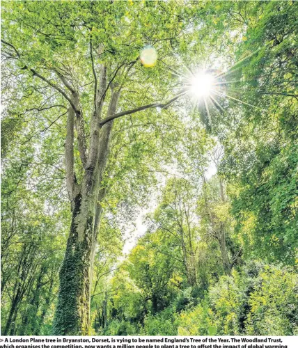  ??  ?? A London Plane tree in Bryanston, Dorset, is vying to be named England’s Tree of the Year. The Woodland Trust, which organises the competitio­n, now wants a million people to plant a tree to offset the impact of global warming