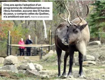  ?? PHOTO D’ARCHIVES ?? Cinq ans après l’adoption d’un programme de rétablisse­ment du caribou forestier, aucune des 51 hardes du pays, y compris celles du Québec, n’a amélioré son sort.