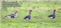  ??  ?? White-fronted Geese, Alkborough, Lincolnshi­re, March