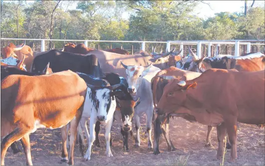  ?? Photo: Nuusita Ashipala ?? Fears… Cattle at a crush-pen in Okongo constituen­cy.