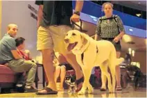  ?? KAYLA O’BRIEN/STAFF ?? Evacuation­s from Hurricane Irma inspired the Hyatt Regency on Internatio­nal Drive to take in nearly 900 pet evacuees on Saturday.