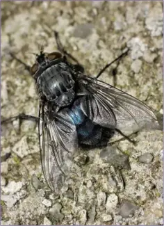  ??  ?? Bluebottle Flies are common and widespread during warm summer weather.