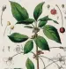  ??  ?? Pharmaceut­ical Waarenkund­e di Eduard Winkler 1852prunus