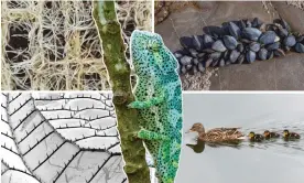  ?? ?? Designs in nature that have inspired invention (clockwise from top left): plant roots filtering water; mussels sticking to a rock; a duck’s swimming formation; antibacter­ial dragonfly’s wings; and colour-changing chameleons. Photograph: Alamy