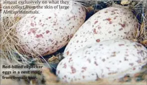  ?? ?? Red-billed oxpecker eggs in a nest made from Impala hair.