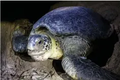  ??  ?? A green turtle nesting at a beach.