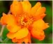  ??  ?? Geum ‘Totally Tangerine’: a tireless flower factory churning out blooms for months