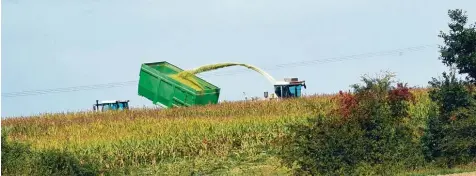  ?? Foto: Marcus Merk ?? In Deutschlan­d darf bislang kein Genmais angebaut werden. Nun gibt es ein neues Urteil des Europäisch­en Gerichtsho­fs. Doch was ändert das?