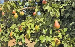  ?? FW ARCHIVE ?? There is room for local pome fruit exporters to further develop South Africa‘s footprint elsewhere in Africa, according to industry stakeholde­rs.