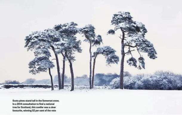  ??  ?? Scots pines stand tall in the Somerset snow. In a 2014 consultati­on to find a national tree for Scotland, this conifer was a clear favourite, winning 52 per cent of the vote