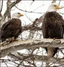  ?? ?? A nesting pair of bald eagles on U.S. Steel property in West Mifflin are the subjects of the region’s newest livestream eagle cam.