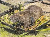  ?? Michael Macor / The Chronicle 2018 ?? A nutria nabbed in a trap placed by state Department of Fish and Wildlife biologists in 2018.