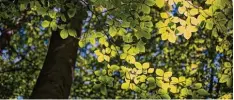  ?? Foto: P. Pleul, dpa ?? Ein Wald besteht aus Bäumen und diese Pflanzen haben wichtige Aufgaben für unse ren Planeten. Daran wird jedes Jahr am Tag des Waldes erinnert.