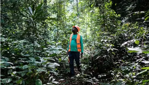  ?? ?? Aimé-Roger Malonda, forest operations manager surveys the trees at Precious Woods's Bambidié site in Gabon