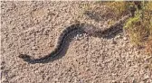  ?? AMY BURNETT/ARIZONA GAME AND FISH DEPARTMENT ?? A rattlesnak­e is seen at McDowell Mountain Regional Park.