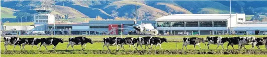  ?? PHOTO: GERARD O’BRIEN ?? On the moove . . . Cows are herded past Dunedin Airport during ‘‘Gypsy Day’’ in 2018.