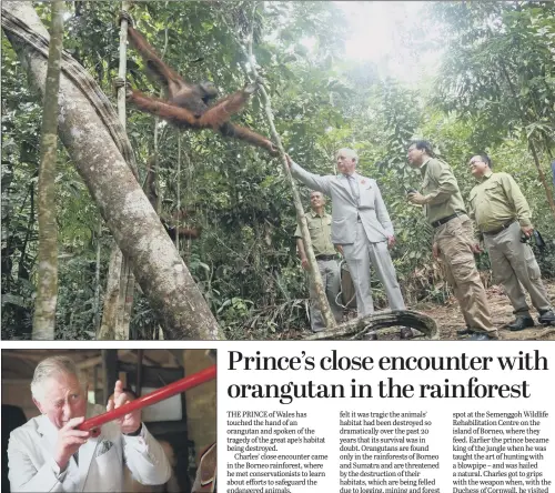  ??  ?? Prince Charles with an orangutan at the Sarawak Semenggoh Wildlife Rehabilita­tion Centre, top, and, above, trying a blowpipe at Sarawak Cultural Village.