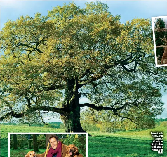  ??  ?? An old oak tree, and (inset) Monty in his garden with dogs Nigel and Nell