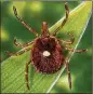  ?? JAMES GATHANY / CDC VIA AP ?? The female Lone Star tick — despite its Texassound­ing name — is found mainly in the Southeast.