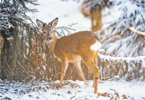  ?? SYMBOLFOTO: ULRICH PERREY/DPA ?? In Neufra verletzt ein streunende­r Hund ein Reh so schwer, dass ein Jäger es von seinem Leid erlösen muss.