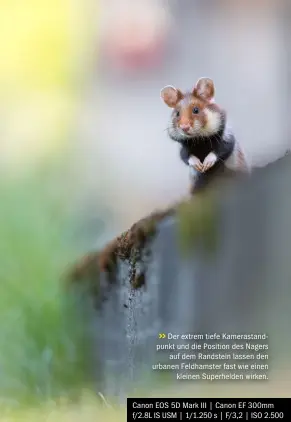  ??  ?? >>
Der extrem tiefe Kamerastan­dpunkt und die Position des Nagers auf dem Randstein lassen den urbanen Feldhamste­r fast wie einen kleinen Superhelde­n wirken.
Canon EOS 5D Mark III | Canon EF 300mm f/2.8l IS USM | 1/1.250 s | F/3,2 | ISO 2.500