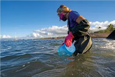  ?? AP PHOTO/MENGSHIN LIN ?? Above: Christiane Keyhani, program coordinato­r of Hui O Ka Wai Ola, fills a bucket to test water quality Feb. 23 at the Mala Wharf in Lahaina, Hawaii. Below: In 2018, a diver swims by coral near Launiupoko, about 3 miles south of Lahaina off the island of Maui, Hawaii.