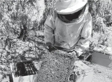  ?? EL DEBATE ?? > Persona dedicada a la apicultura y recolecció­n de miel en Sinaloa.