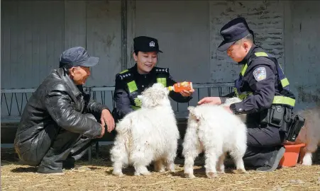  ?? PROVIDED TO CHINA DAILY ?? Married police officers Xu Naichao (right) and Li Wenna tend two lambs while visiting a herder’s home in Tsagaanzad­gai village in Alshaa Left Banner, Inner Mongolia autonomous region.