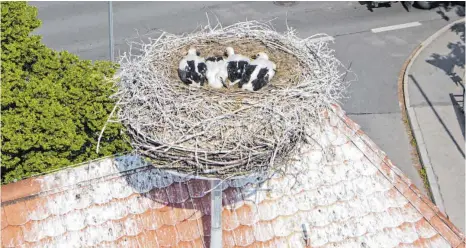  ?? FOTO: STADTVERWA­LTUNG ??