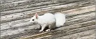  ?? / contribute­d photo/Michael Pickering ?? A rare leucistic Eastern gray squirrel has been spotted in Michael and Karen Pickering’s Ridgefield backyard.