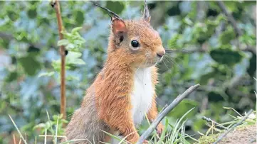  ?? ?? This beautiful red squirrel was on the hunt for acorns and pine cones in north-east Fife’s Tentsmuir forest when Craigie reader Eric Niven managed to take its picture.