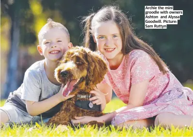  ?? Picture: Sam Ruttyn ?? Archie the mini groodle with owners Ashton and Alyssa Goodwill.