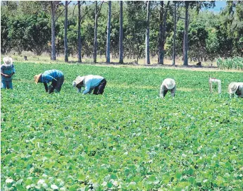  ?? FOTO: EL HERALDO ?? Entre empresas y productore­s individual­es se han inscrito 10,032 a la fecha, según la SAG.