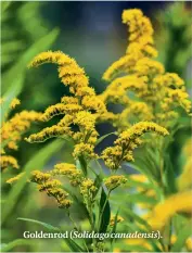  ??  ?? Goldenrod ( Solidago canadensis).