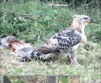  ??  ?? ON THE MENU: An immature crowned eagle, above, takes a breath having been at the remains of a vervet monkey.