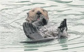  ??  ?? A northern sea otter eats a clam near Seward, Alaska.
