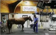  ??  ?? Chief of Surgery Dr. Dean Richardson, right, and Medical Director Dr. Barbara Dallap Schaer guide a horse into a room to undergo a computeriz­ed tomography scan at the University of Pennsylvan­ia’s New Bolton Center Hospital for Large Animals in Kennett...