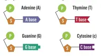  ??  ?? The Four Nucleotide­s of DNA