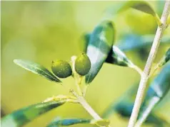  ?? PHOTOS BY JACOB LANGSTON/STAFF PHOTOGRAPH­ER ?? Several types of olives can be grown in Florida. Grower Richard Williams, below, discusses olive farming: OrlandoSen­tinel.com/webextras