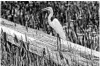  ?? MARK RANDALL/STAFF PHOTO ?? An egret finds a perch at the Loxahatche­e National Wildlife Refuge.