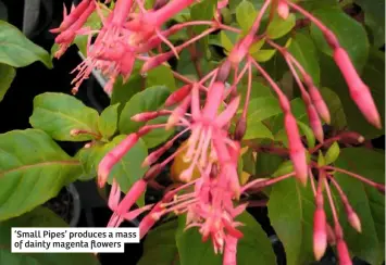  ??  ?? ‘Small Pipes’ produces a mass of dainty magenta flowers