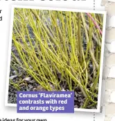  ??  ?? Cornus ‘Flaviramea’ contrasts with red and orange types A la m y