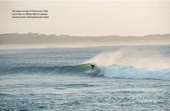  ??  ?? The waves at Cape St Francis are a little tamer than at Jeffreys Bay but popular among novices and experience­d surfers.