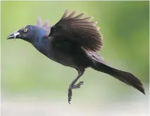  ?? FRANCINE OUELLETTE ?? Watching bird behaviour can be very rewarding and surprising. This Common Grackle was hovering over a shallow stream at Andrew Haydon Park picking off minnows.