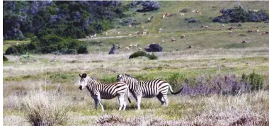  ??  ?? The distant hill is covered with game – the difficulty is getting around the zebra.