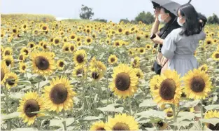  ?? |
AP ?? FULL BLOOM
PEOPLE wearing masks stand in a sea of sunflowers at their peak in Yokosuka park near Tokyo, Japan, this week.